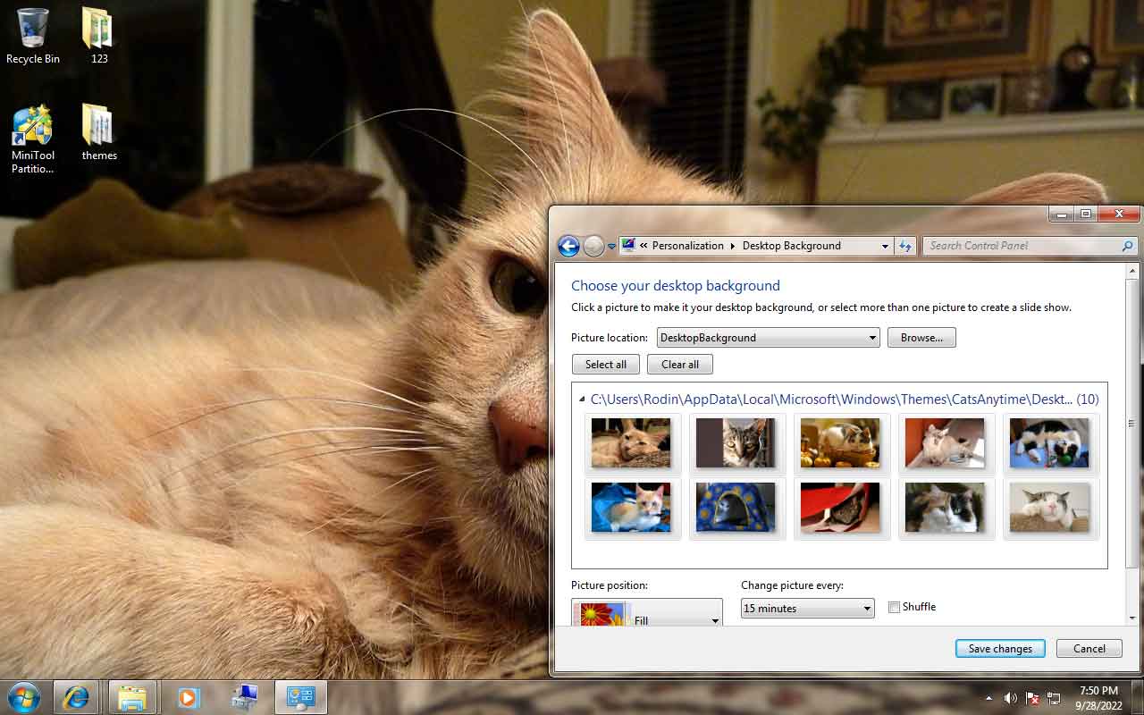 Windows 7 Cats Anytime Theme