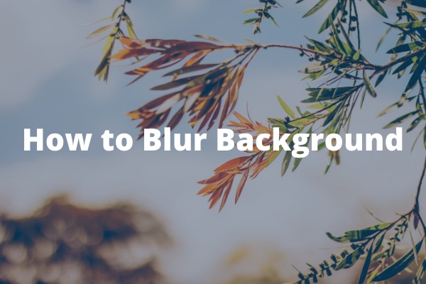 How to Blur Background in Photoshop/Lightroom/Online