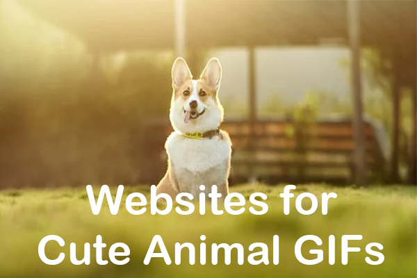 The Best Websites for Cute Animal GIFs and Videos