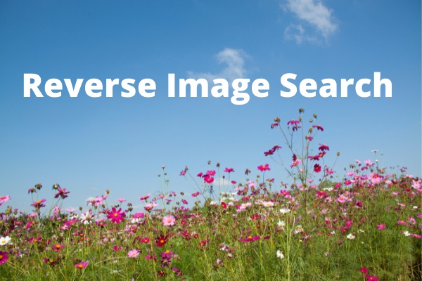 Reverse Image Search: How to Find Image Source for Free