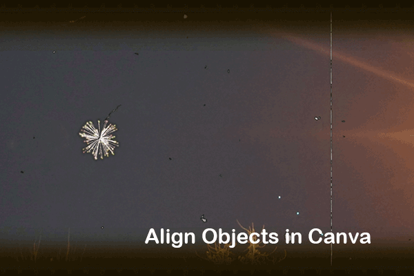 How to Align Objects in Canva in Easy Steps?