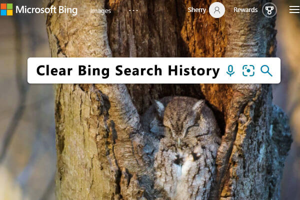 How to View and Clear Bing Search History? Here Is a Guide