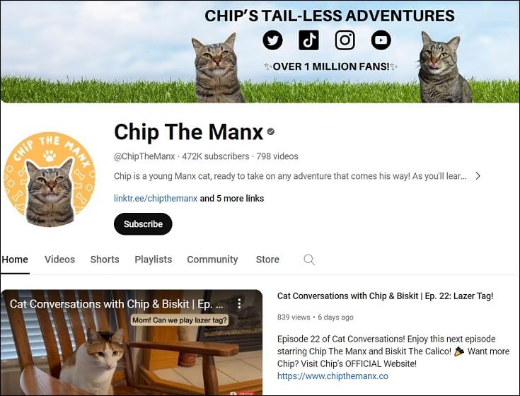 Top 7 Cat YouTube Channels to Follow for Cat Lovers